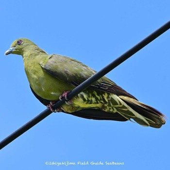 チュウダイズアカアオバト Ishigaki Island Fri, 5/21/2021