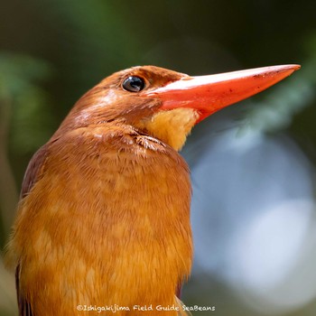 Ruddy Kingfisher(bangsi) Ishigaki Island Fri, 5/21/2021