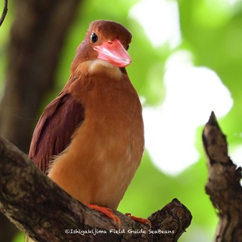 Ruddy Kingfisher(bangsi) Ishigaki Island Tue, 6/1/2021
