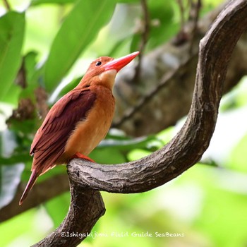 Ruddy Kingfisher(bangsi) Ishigaki Island Tue, 6/1/2021