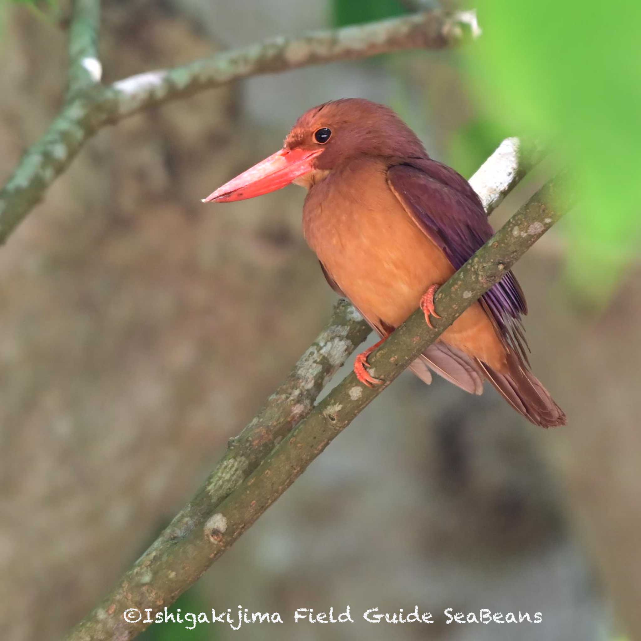 Photo of Ruddy Kingfisher(bangsi) at Ishigaki Island by 石垣島バードウオッチングガイドSeaBeans