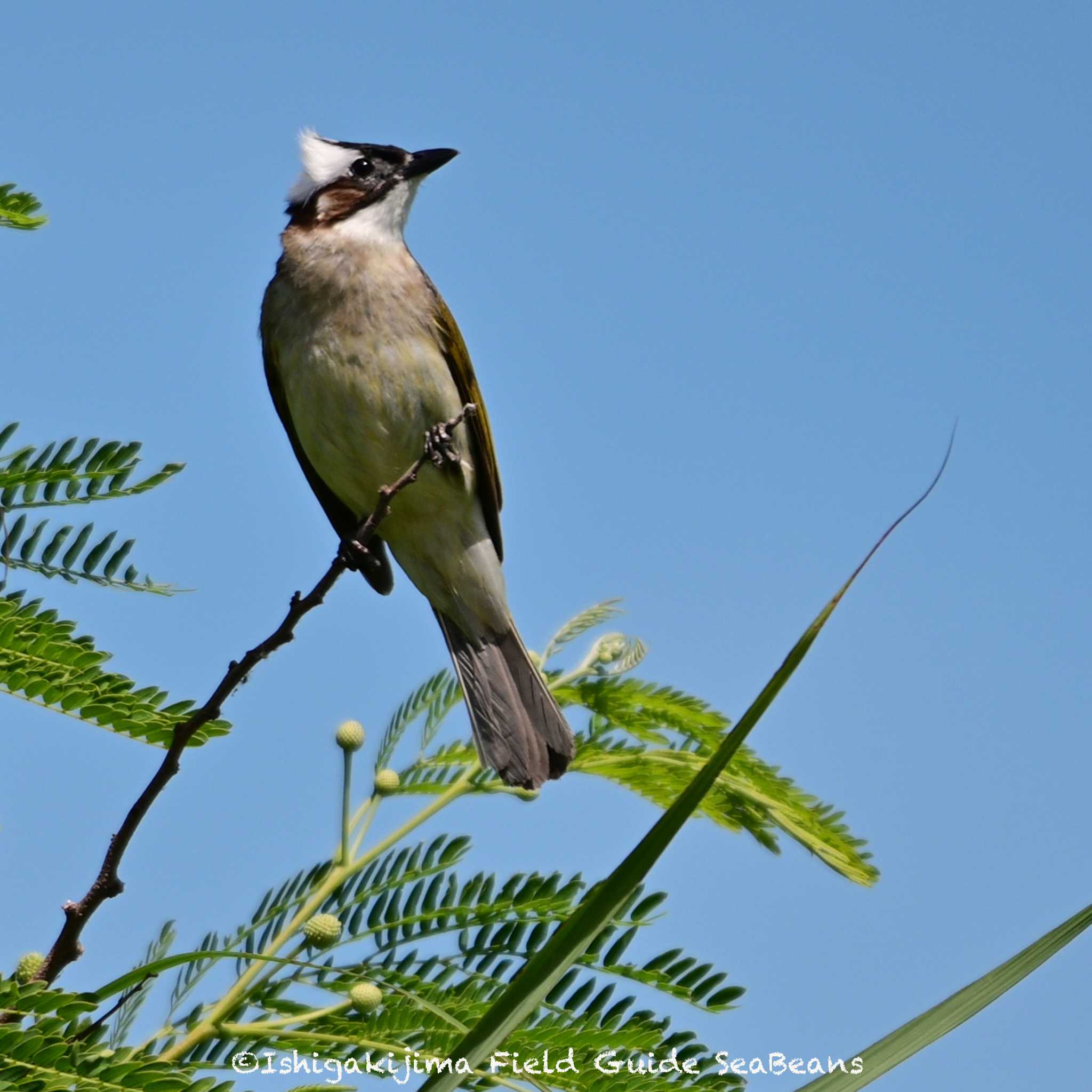 Photo of Light-vented Bulbul at Ishigaki Island by 石垣島バードウオッチングガイドSeaBeans