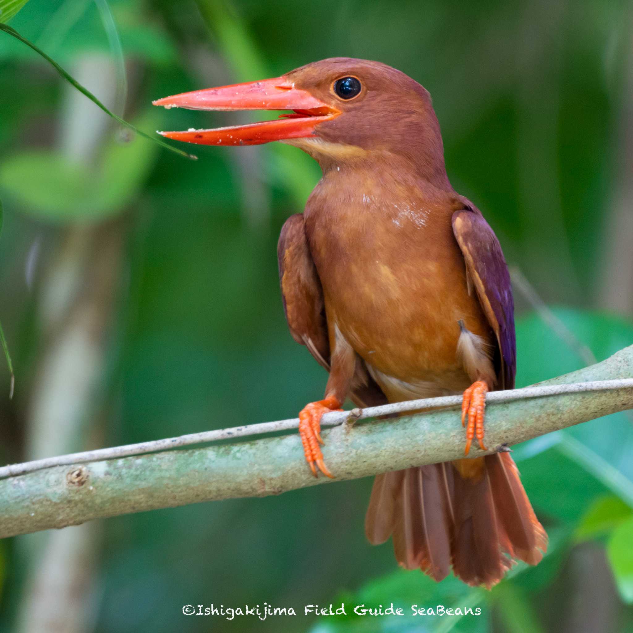 Photo of Ruddy Kingfisher(bangsi) at Ishigaki Island by 石垣島バードウオッチングガイドSeaBeans