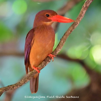 Ruddy Kingfisher(bangsi) Ishigaki Island Thu, 5/27/2021