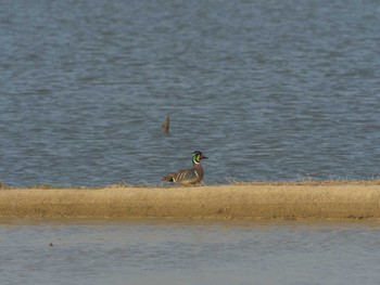 2021年6月7日(月) 潟ノ内(島根県松江市)の野鳥観察記録