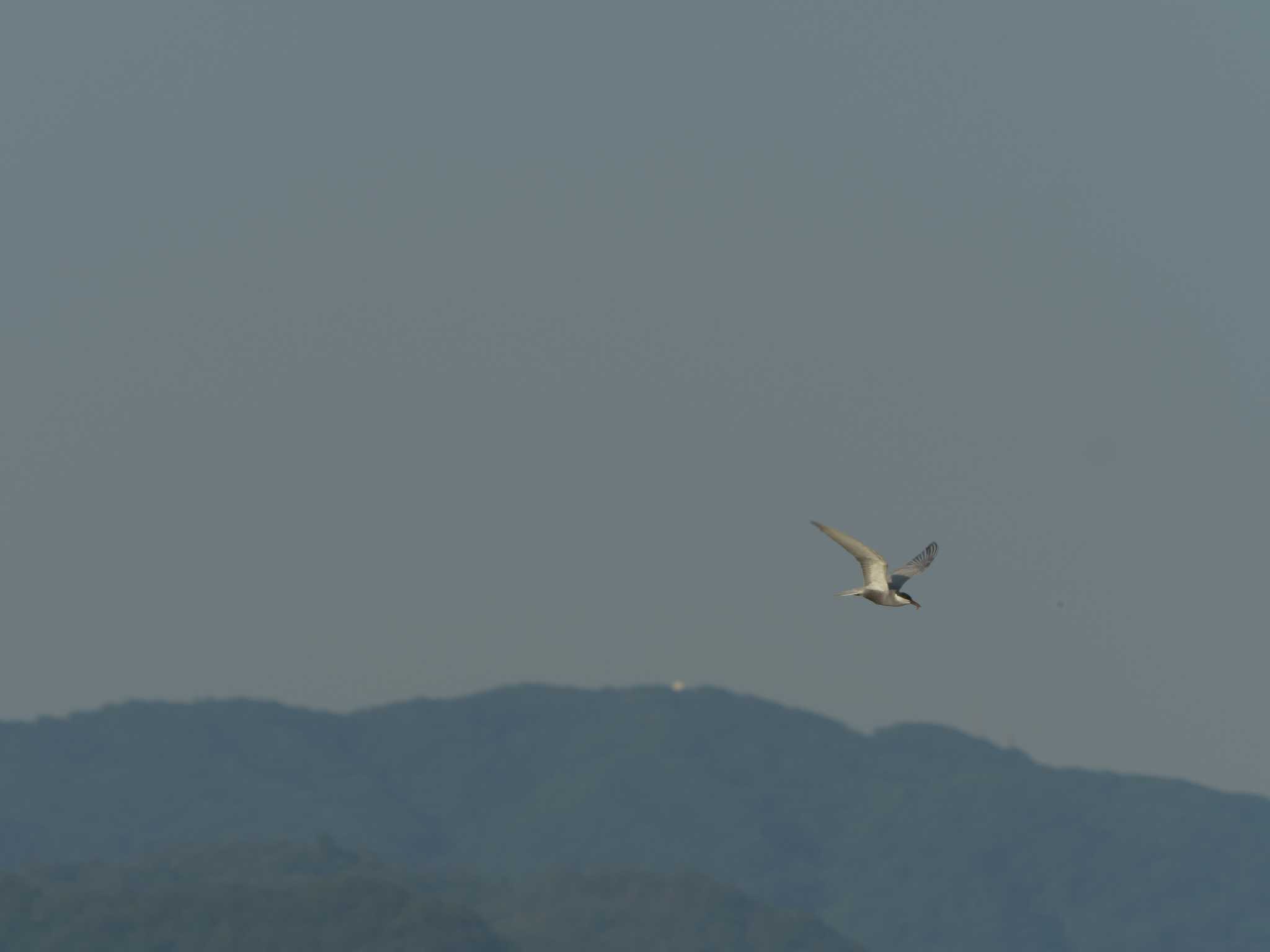 潟ノ内(島根県松江市) アジサシの写真 by ひらも