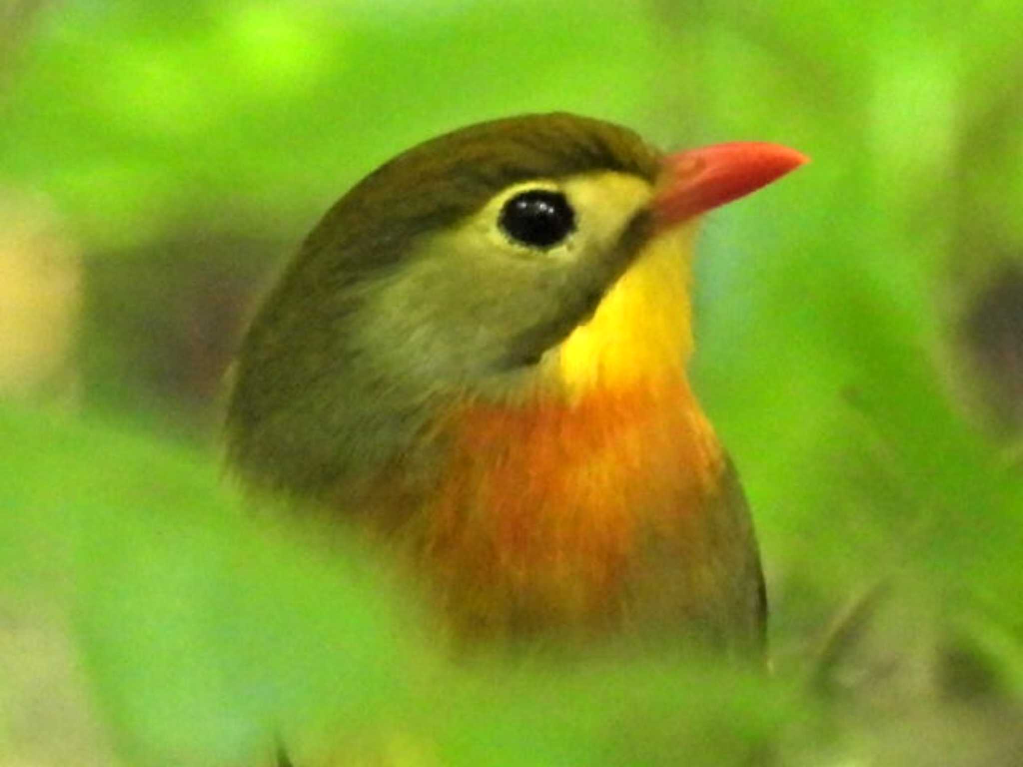 筑波 ソウシチョウの写真