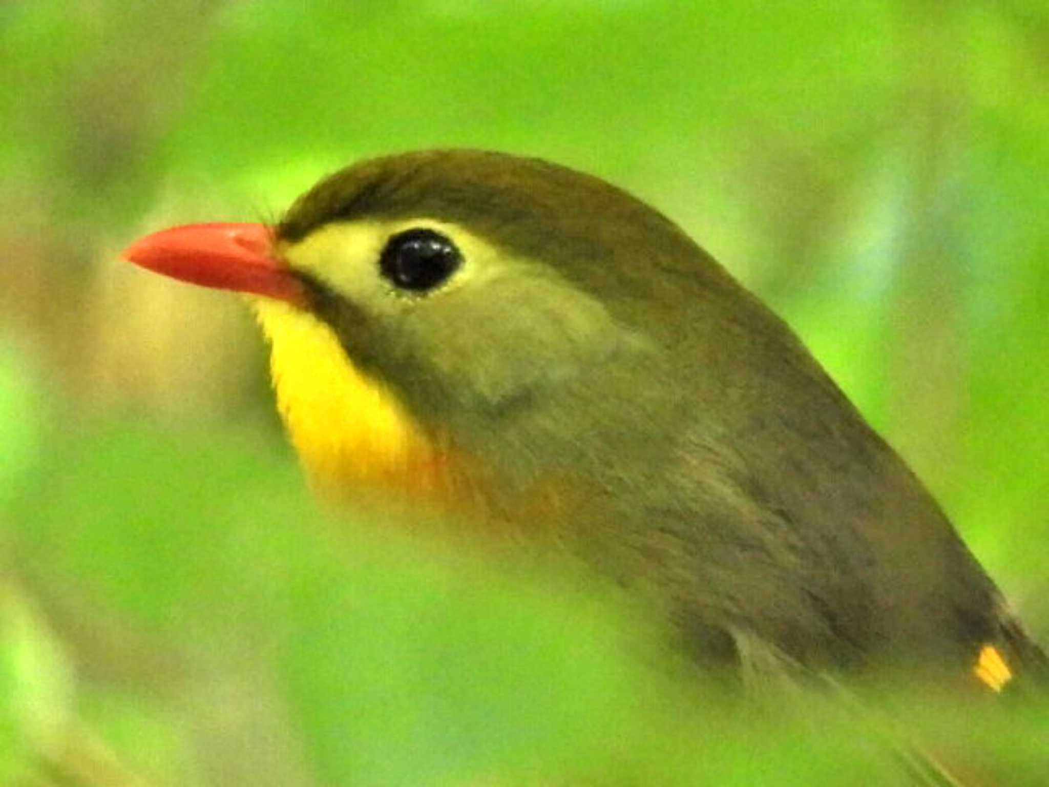 筑波 ソウシチョウの写真