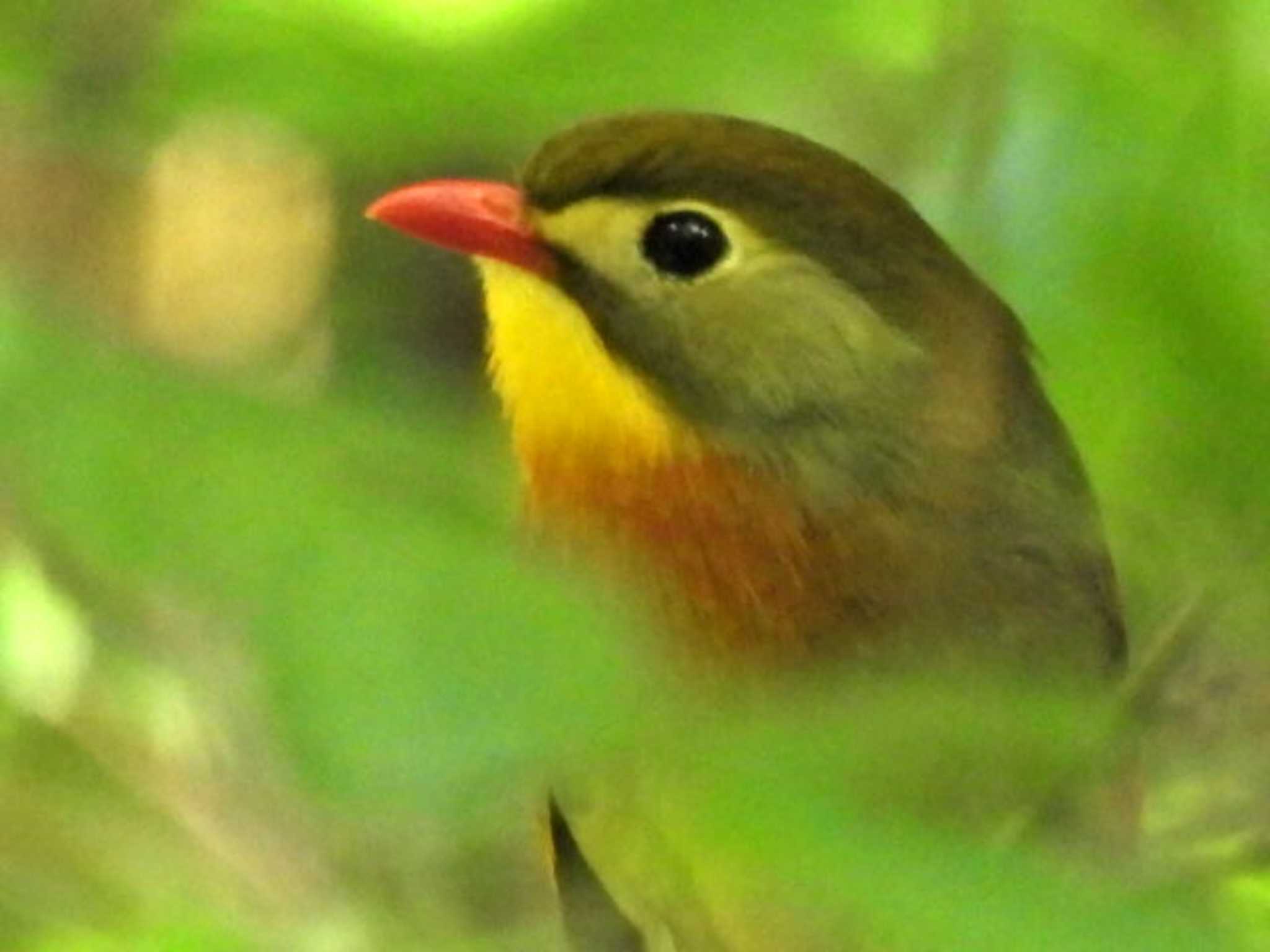 筑波 ソウシチョウの写真