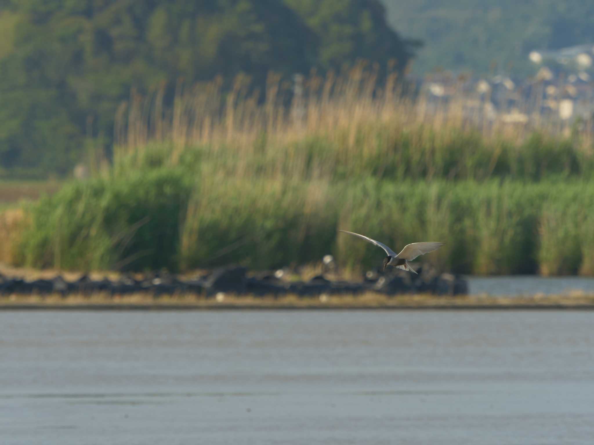 潟ノ内(島根県松江市) アジサシの写真 by ひらも