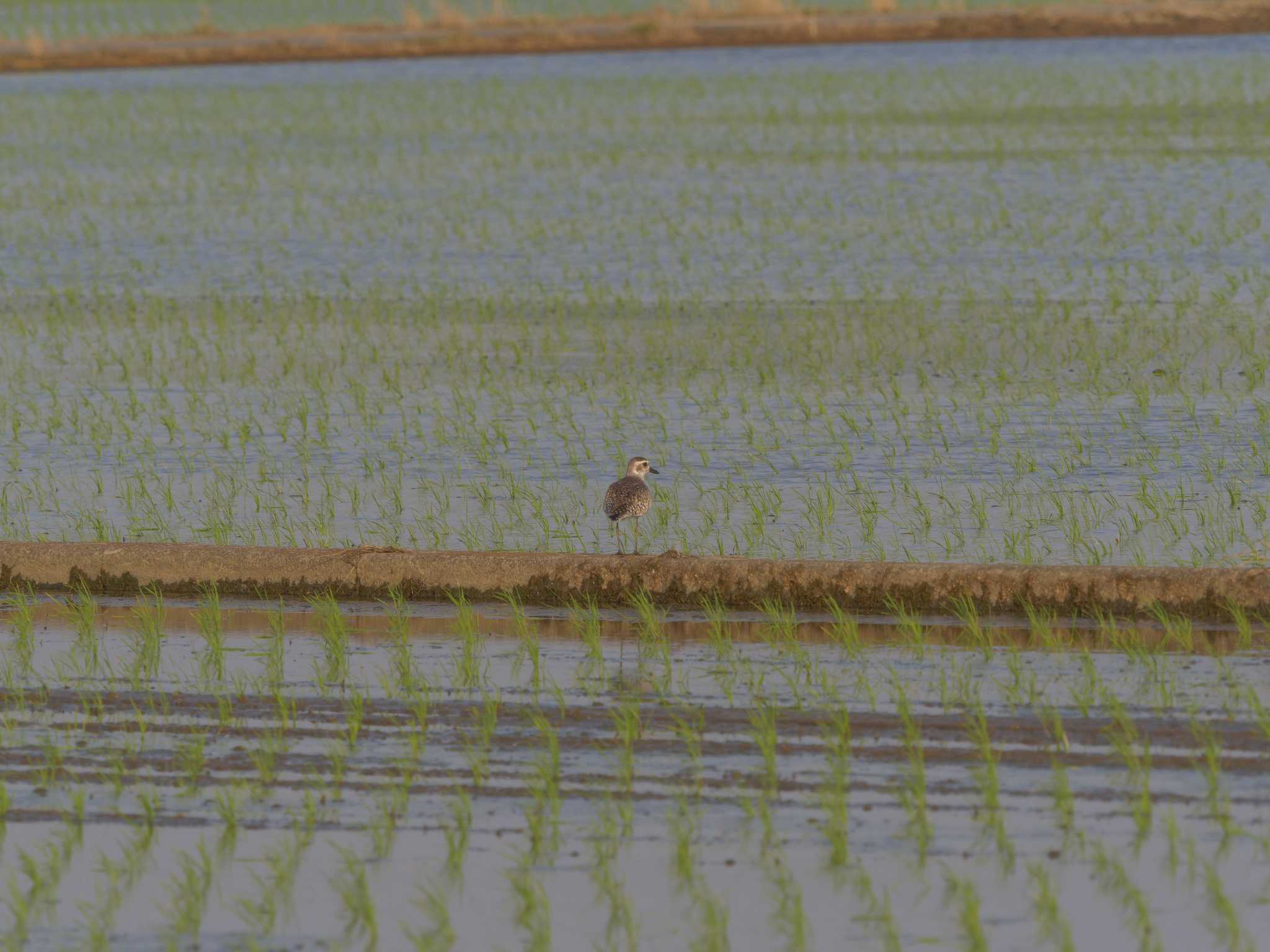 潟ノ内(島根県松江市) ムナグロの写真