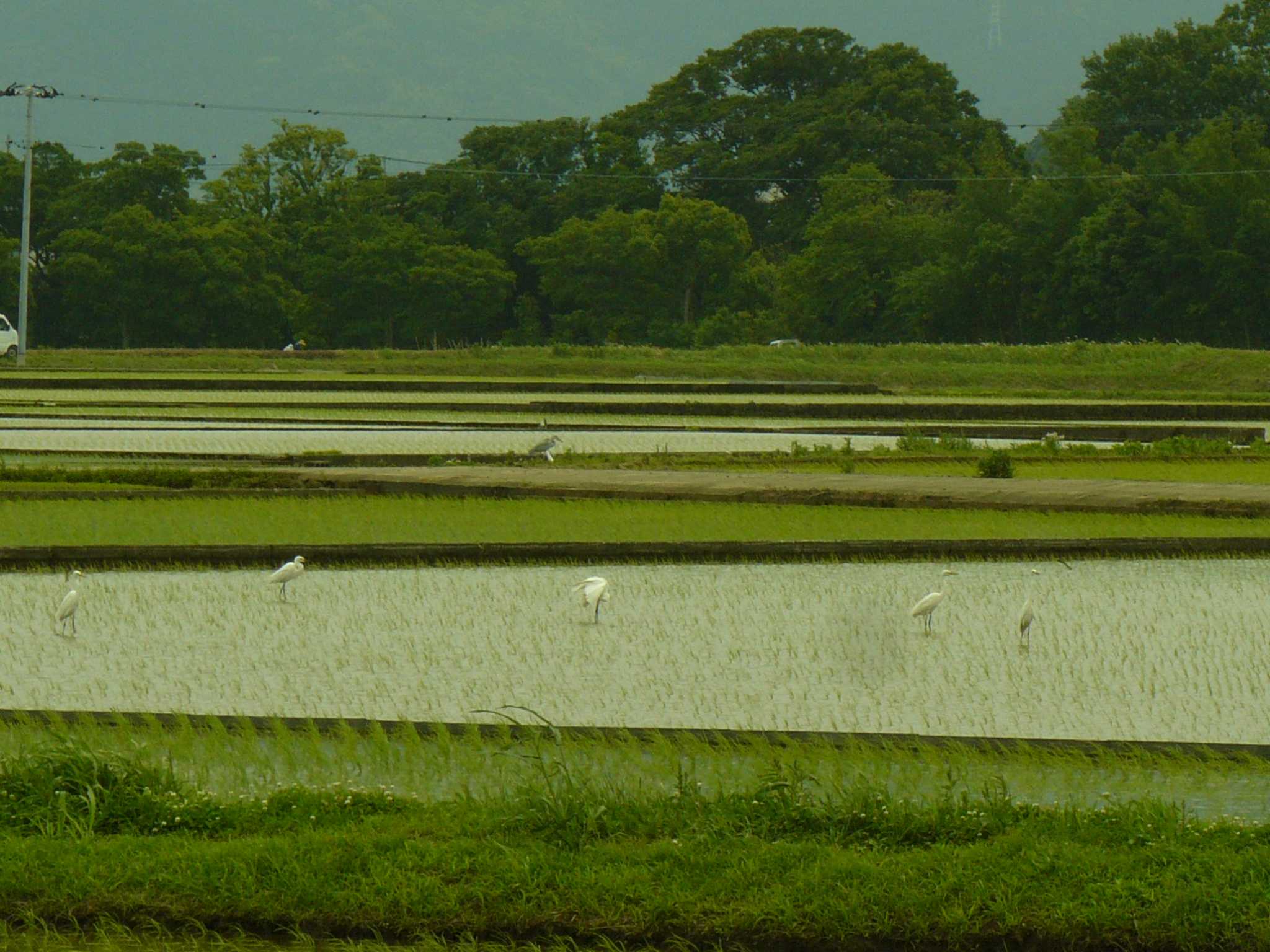 三島　　松毛川 コサギの写真 by koshi