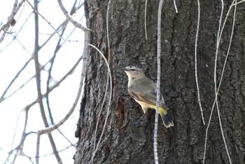 コモントゲハシムシクイ You Yang Regional Park 2017年2月8日(水)