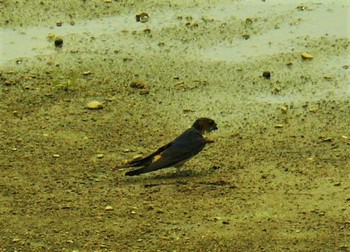 Red-rumped Swallow 三島　　松毛川 Sat, 5/29/2021