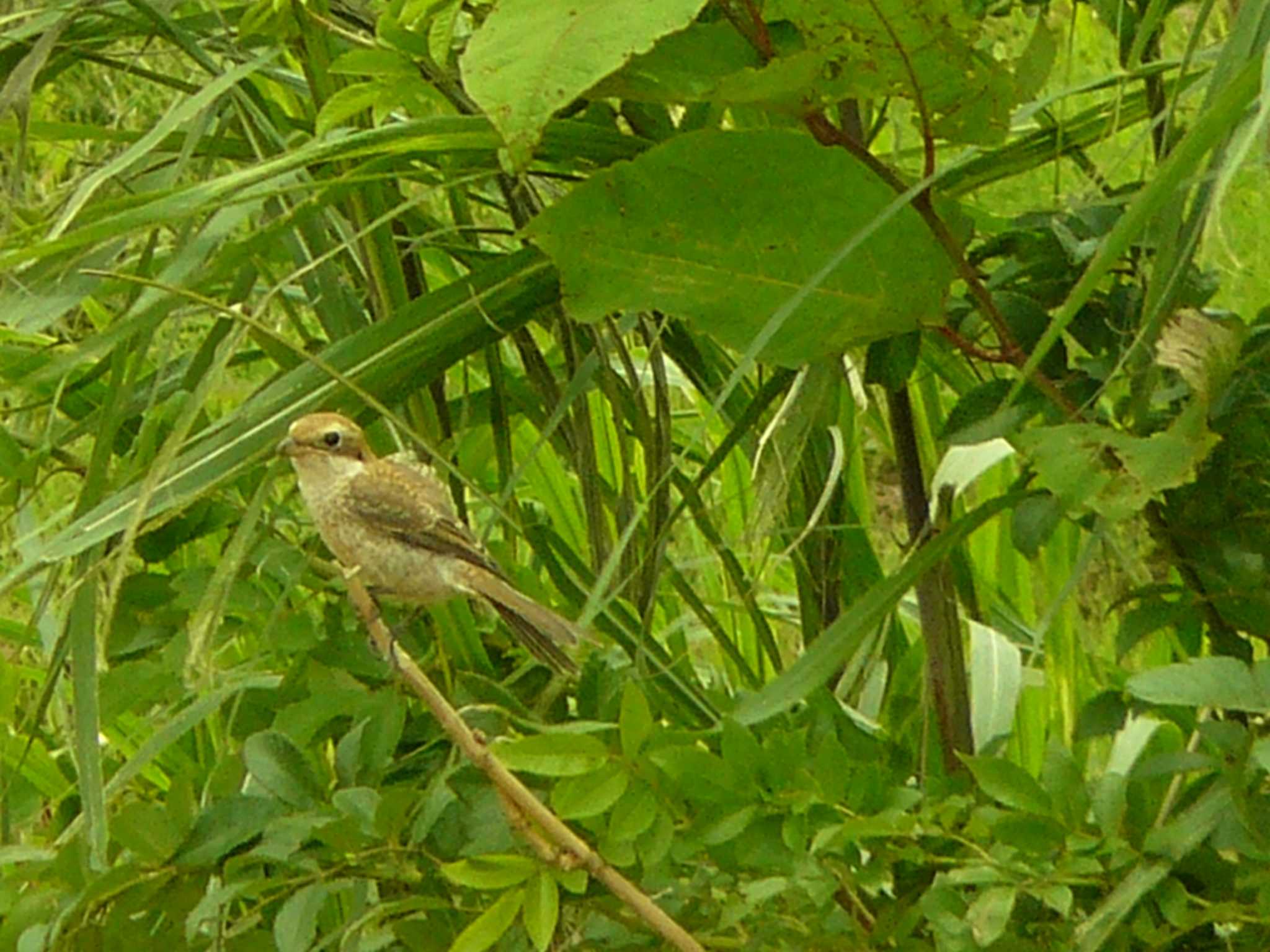 モズの幼鳥