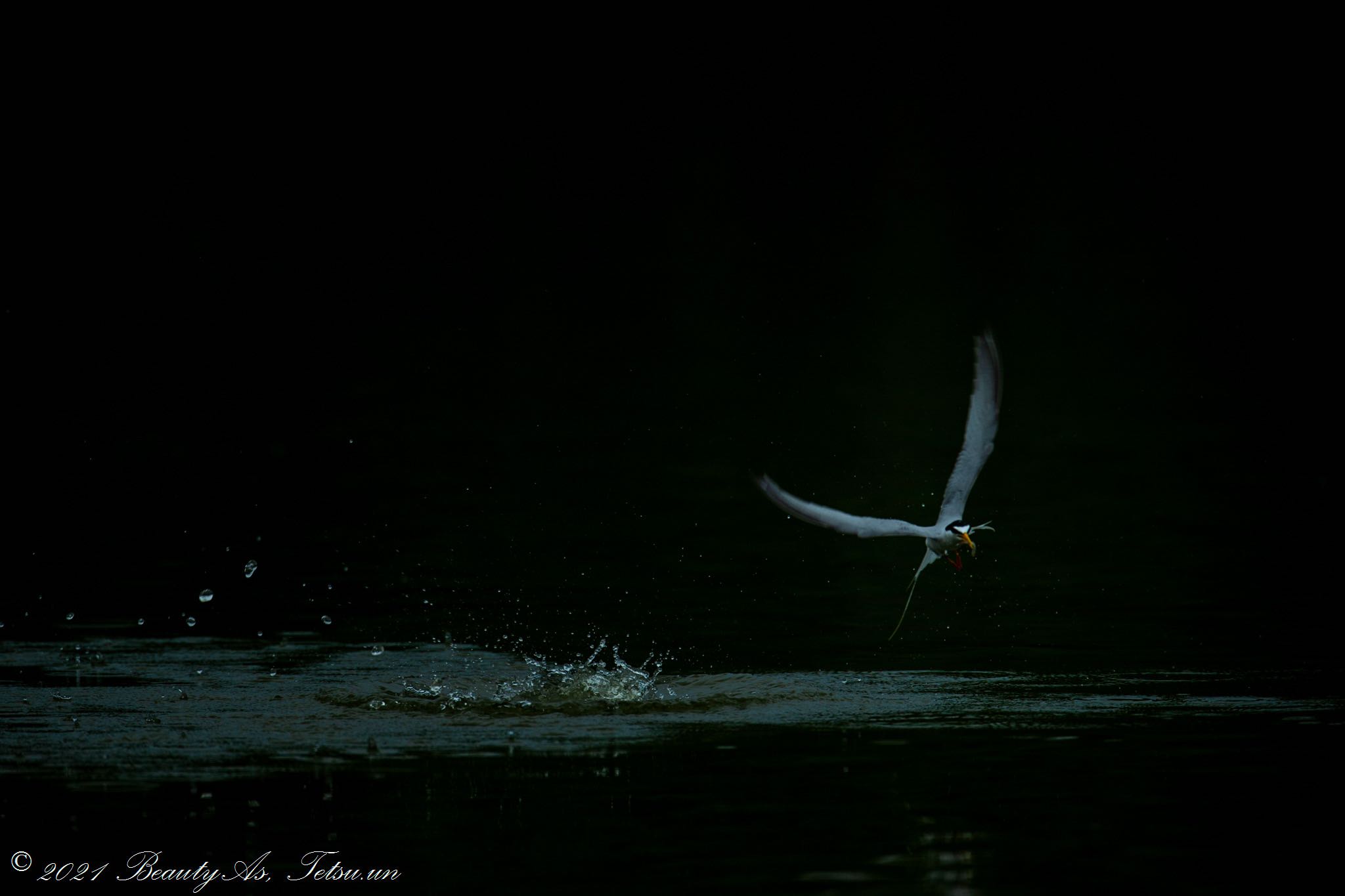 Little Tern by 哲庵（てつあん）