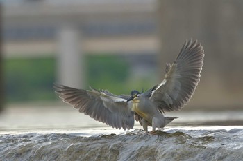 Striated Heron 武庫川 Sun, 6/6/2021