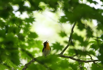 キビタキ 柳沢峠 2021年5月31日(月)