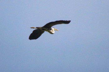 2021年6月8日(火) 福井緑地(札幌市西区)の野鳥観察記録