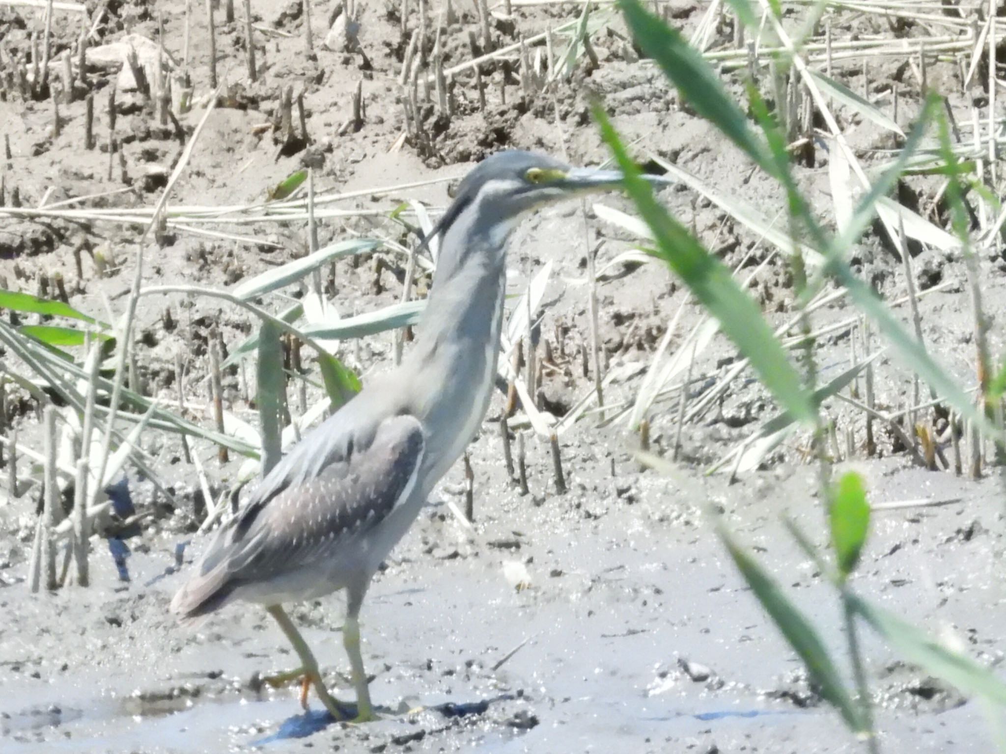 葛西臨海公園 ササゴイの写真 by あらどん