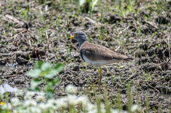 Grey-headed Lapwing 明石市大久保町 Sat, 5/22/2021