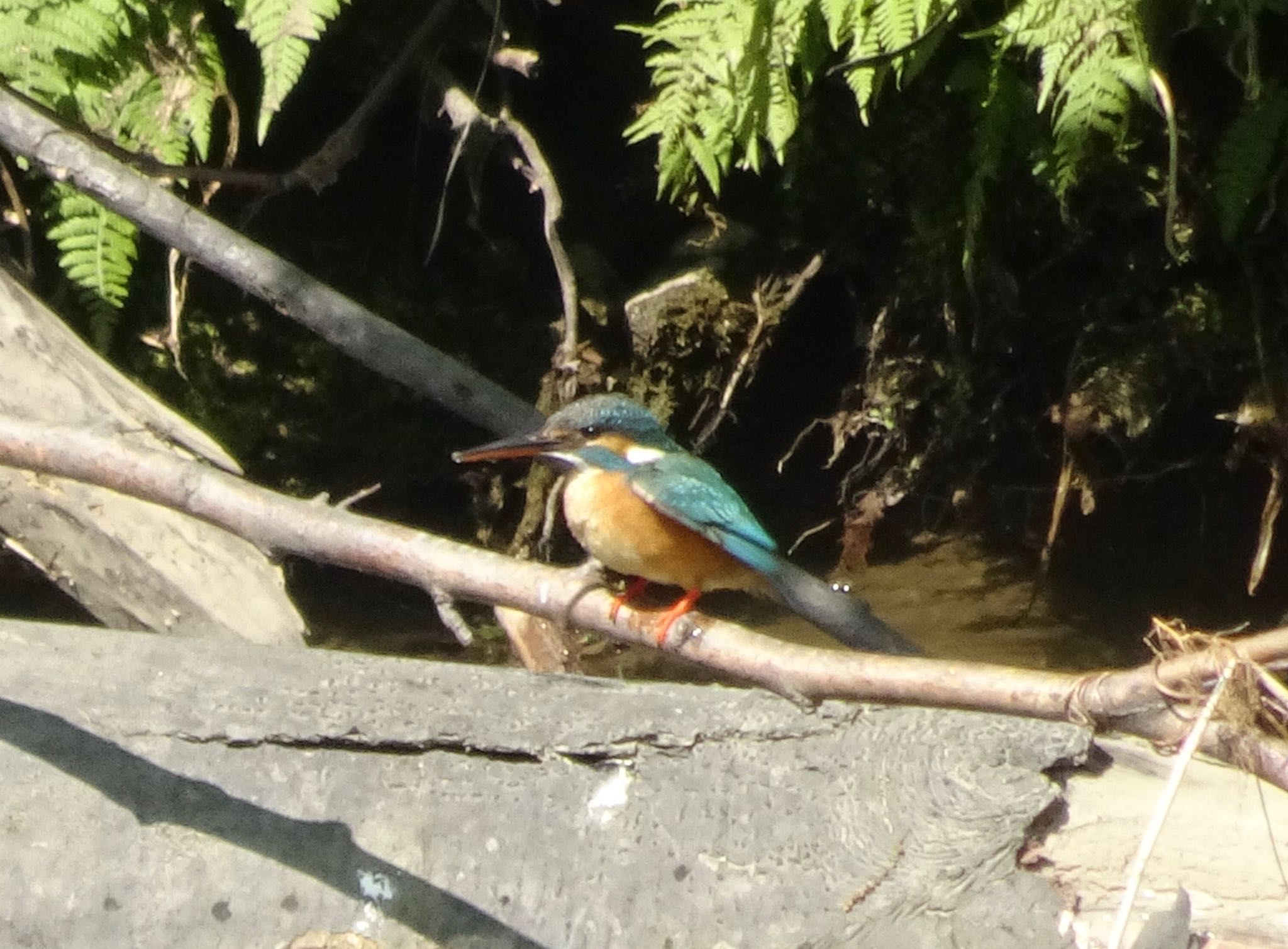 Photo of Common Kingfisher at 真駒内川 by haha.9535