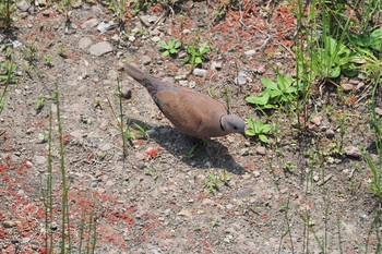 Red Collared Dove 川崎 Tue, 6/8/2021