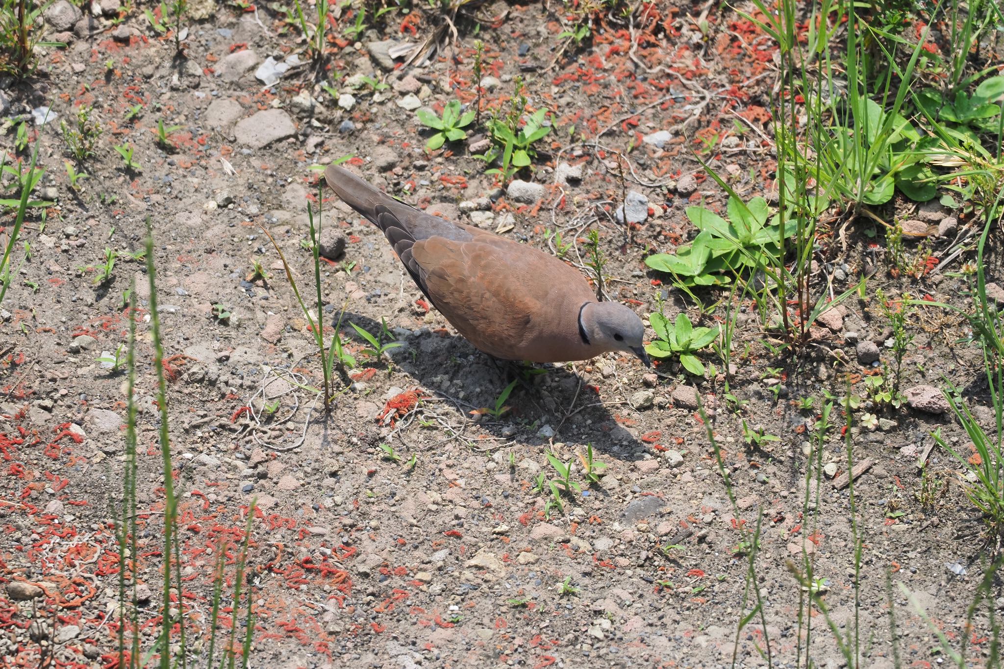 Photo of Red Collared Dove at 川崎 by 小山貞実