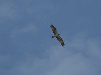 2021年6月8日(火) 宍道湖グリーンパークの野鳥観察記録