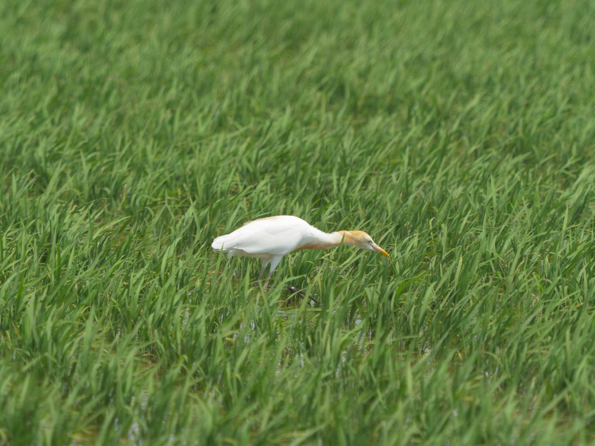 Photo of Eastern Cattle Egret at 斐伊川河口 by ひらも