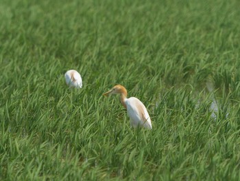 Eastern Cattle Egret 斐伊川河口 Tue, 6/8/2021