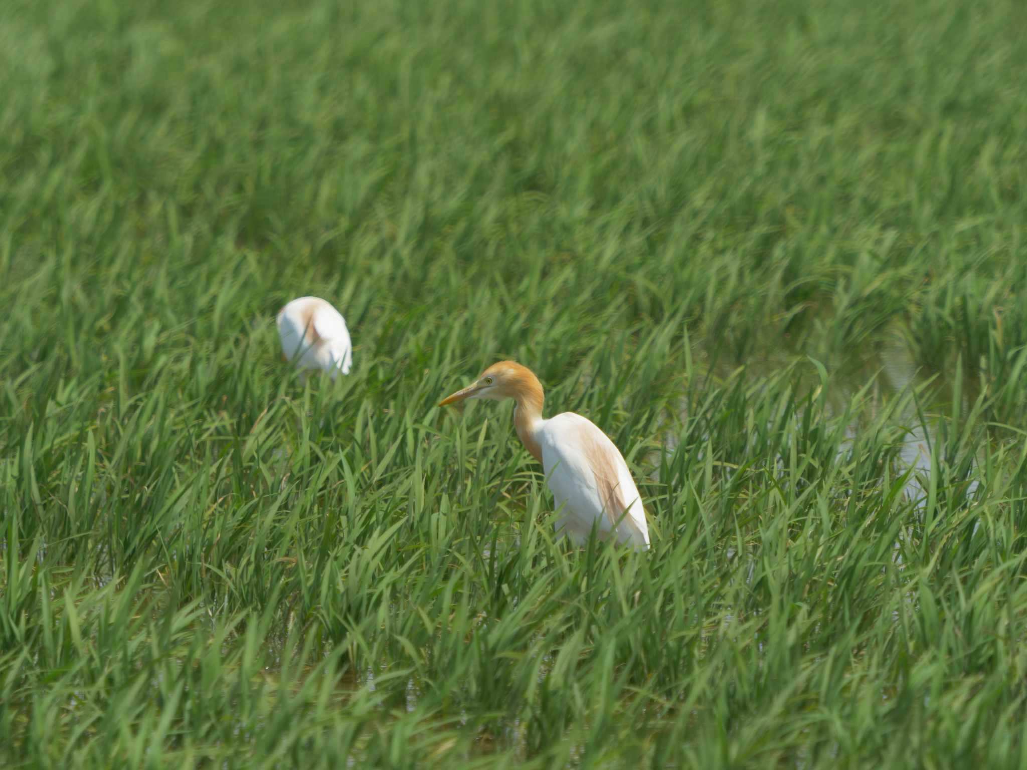 Photo of Eastern Cattle Egret at 斐伊川河口 by ひらも