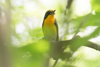 キビタキ みなくち子どもの森 2021年6月8日(火)