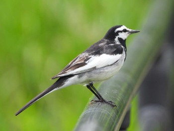 White Wagtail 水の森公園 Tue, 6/8/2021
