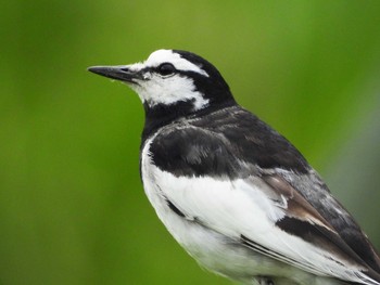 White Wagtail 水の森公園 Tue, 6/8/2021