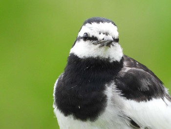 White Wagtail 水の森公園 Tue, 6/8/2021