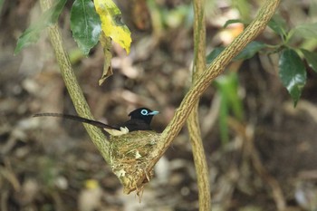 サンコウチョウ 八王子 2021年6月8日(火)