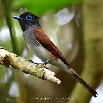 リュウキュウサンコウチョウ 石垣島 2021年5月31日(月)