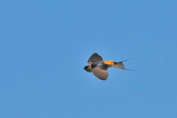 Red-rumped Swallow 奈良県奈良市 Sun, 5/30/2021