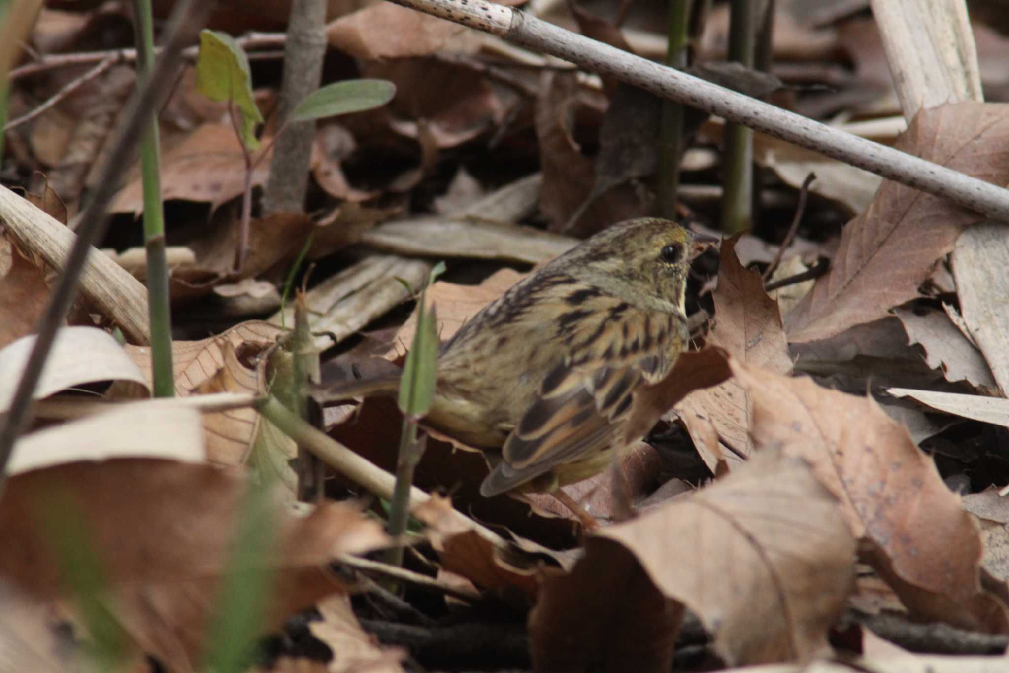 この野鳥の名前は？