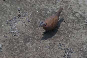 Red Collared Dove 川崎 Tue, 6/8/2021