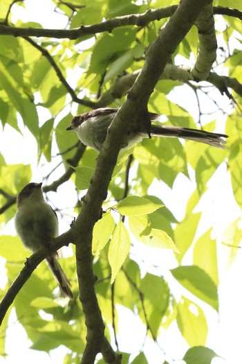 Long-tailed Tit Akashi Park Sun, 5/9/2021