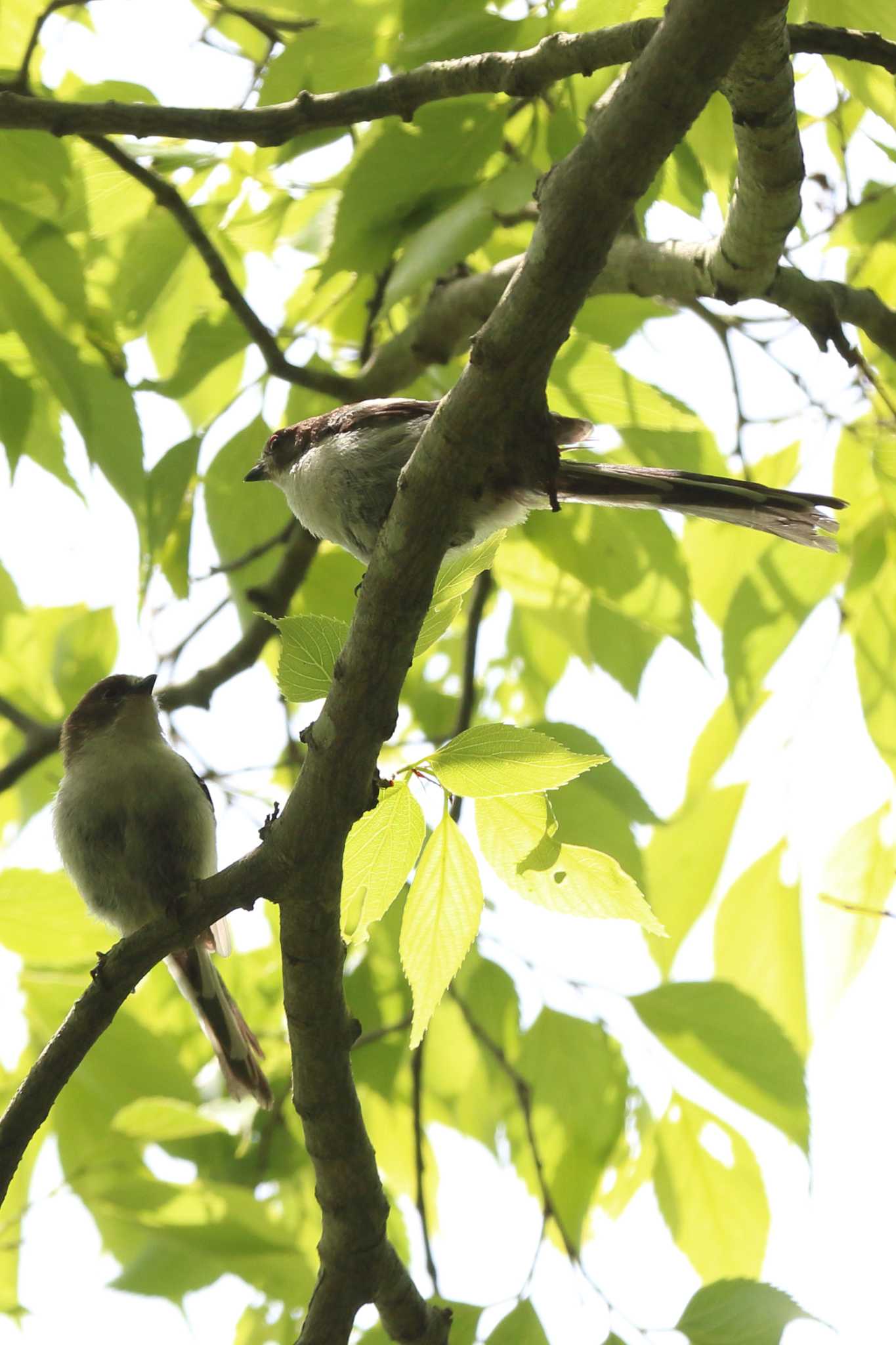 明石公園のエナガ