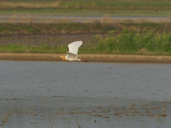 Tue, 6/8/2021 Birding report at 潟ノ内(島根県松江市)