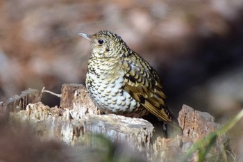 White's Thrush Mine Park Sat, 3/4/2017