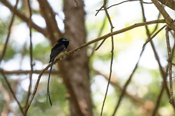 サンコウチョウ 東京都 2021年5月31日(月)