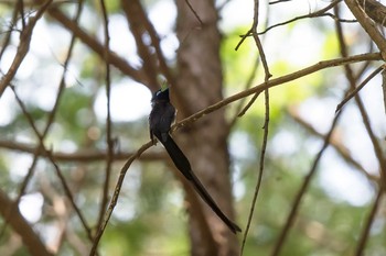 サンコウチョウ 東京都 2021年5月31日(月)