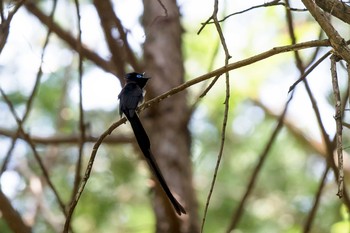 サンコウチョウ 東京都 2021年5月31日(月)