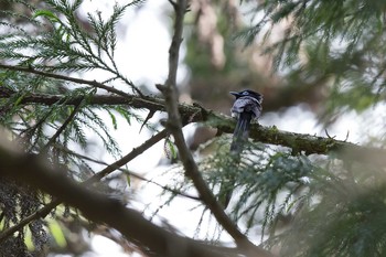 サンコウチョウ 東京都 2021年5月31日(月)