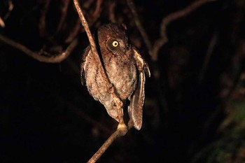 2017年2月25日(土) 金作原原生林の野鳥観察記録